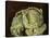 Cabbage Still Life, 2000-Vincent Yorke-Stretched Canvas