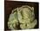 Cabbage Still Life, 2000-Vincent Yorke-Stretched Canvas