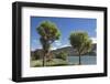 Cabbage trees (Cordyline australis) growing beside Otago Harbour, Macandrew Bay, near Dunedin, Otag-Ruth Tomlinson-Framed Photographic Print