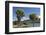 Cabbage trees (Cordyline australis) growing beside Otago Harbour, Macandrew Bay, near Dunedin, Otag-Ruth Tomlinson-Framed Photographic Print