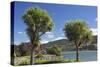Cabbage trees (Cordyline australis) growing beside Otago Harbour, Macandrew Bay, near Dunedin, Otag-Ruth Tomlinson-Stretched Canvas
