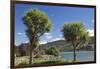 Cabbage trees (Cordyline australis) growing beside Otago Harbour, Macandrew Bay, near Dunedin, Otag-Ruth Tomlinson-Framed Photographic Print