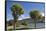 Cabbage trees (Cordyline australis) growing beside Otago Harbour, Macandrew Bay, near Dunedin, Otag-Ruth Tomlinson-Framed Stretched Canvas