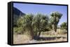 Cabbage Trees in Flower by Lake Hawea-null-Framed Stretched Canvas