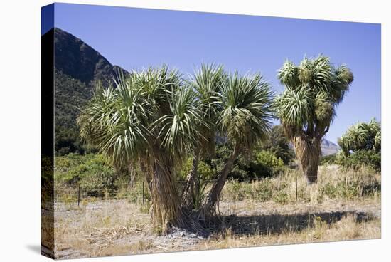 Cabbage Trees in Flower by Lake Hawea-null-Stretched Canvas
