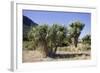 Cabbage Trees in Flower by Lake Hawea-null-Framed Photographic Print