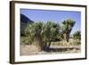 Cabbage Trees in Flower by Lake Hawea-null-Framed Photographic Print