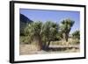 Cabbage Trees in Flower by Lake Hawea-null-Framed Photographic Print
