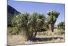 Cabbage Trees in Flower by Lake Hawea-null-Mounted Photographic Print
