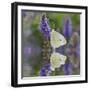 Cabbage White Butterfly and Reflection, Pieris Rapae, Louisville, Kentucky-Adam Jones-Framed Photographic Print