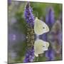 Cabbage White Butterfly and Reflection, Pieris Rapae, Louisville, Kentucky-Adam Jones-Mounted Photographic Print