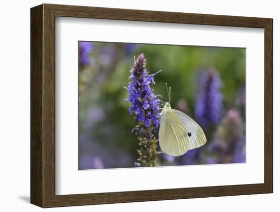 Cabbage White Butterfly Louisville, Kentucky-Adam Jones-Framed Photographic Print