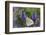 Cabbage White Butterfly Louisville, Kentucky-Adam Jones-Framed Photographic Print