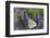 Cabbage White Butterfly Louisville, Kentucky-Adam Jones-Framed Photographic Print