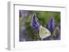 Cabbage White Butterfly Louisville, Kentucky-Adam Jones-Framed Photographic Print