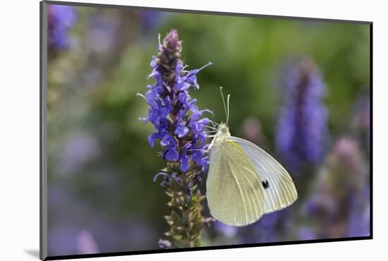 Cabbage White Butterfly Louisville, Kentucky-Adam Jones-Mounted Photographic Print