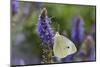 Cabbage White Butterfly Louisville, Kentucky-Adam Jones-Mounted Photographic Print