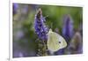 Cabbage White Butterfly Louisville, Kentucky-Adam Jones-Framed Photographic Print