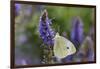 Cabbage White Butterfly Louisville, Kentucky-Adam Jones-Framed Photographic Print