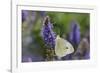 Cabbage White Butterfly Louisville, Kentucky-Adam Jones-Framed Photographic Print