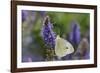Cabbage White Butterfly Louisville, Kentucky-Adam Jones-Framed Photographic Print