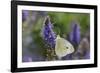 Cabbage White Butterfly Louisville, Kentucky-Adam Jones-Framed Photographic Print