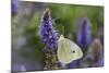Cabbage White Butterfly Louisville, Kentucky-Adam Jones-Mounted Photographic Print