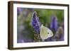 Cabbage White Butterfly Louisville, Kentucky-Adam Jones-Framed Photographic Print