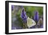 Cabbage White Butterfly Louisville, Kentucky-Adam Jones-Framed Photographic Print