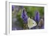 Cabbage White Butterfly Louisville, Kentucky-Adam Jones-Framed Photographic Print