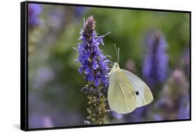 Cabbage White Butterfly Louisville, Kentucky-Adam Jones-Framed Stretched Canvas