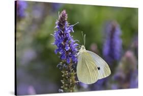 Cabbage White Butterfly Louisville, Kentucky-Adam Jones-Stretched Canvas