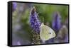 Cabbage White Butterfly Louisville, Kentucky-Adam Jones-Framed Stretched Canvas