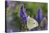 Cabbage White Butterfly Louisville, Kentucky-Adam Jones-Stretched Canvas