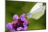 Cabbage White Butterfly, Pieris Brassicae, Blossom, Sitting-Alfons Rumberger-Mounted Photographic Print