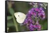 Cabbage White on Butterfly Bush, Illinois-Richard & Susan Day-Framed Stretched Canvas