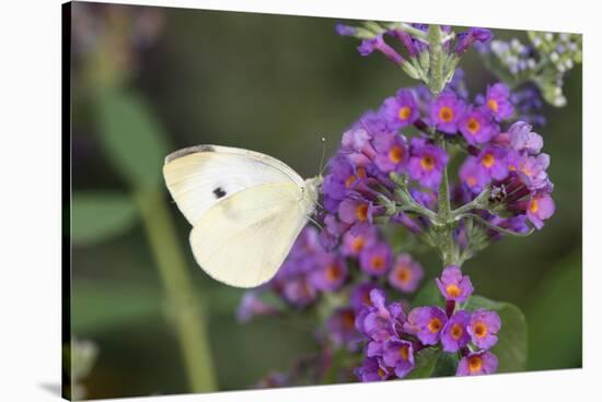 Cabbage White on Butterfly Bush, Illinois-Richard & Susan Day-Stretched Canvas