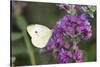 Cabbage White on Butterfly Bush, Illinois-Richard & Susan Day-Stretched Canvas