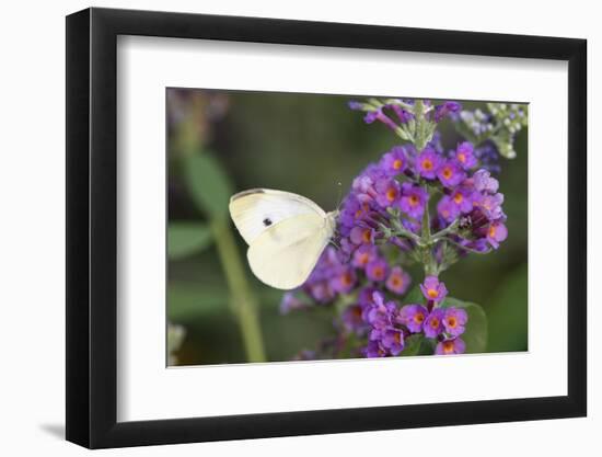 Cabbage White on Butterfly Bush, Illinois-Richard & Susan Day-Framed Photographic Print