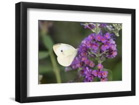 Cabbage White on Butterfly Bush, Illinois-Richard & Susan Day-Framed Photographic Print