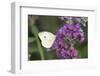 Cabbage White on Butterfly Bush, Illinois-Richard & Susan Day-Framed Photographic Print