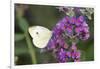 Cabbage White on Butterfly Bush, Illinois-Richard & Susan Day-Framed Photographic Print