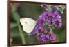 Cabbage White on Butterfly Bush, Illinois-Richard & Susan Day-Framed Photographic Print