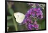 Cabbage White on Butterfly Bush, Illinois-Richard & Susan Day-Framed Photographic Print