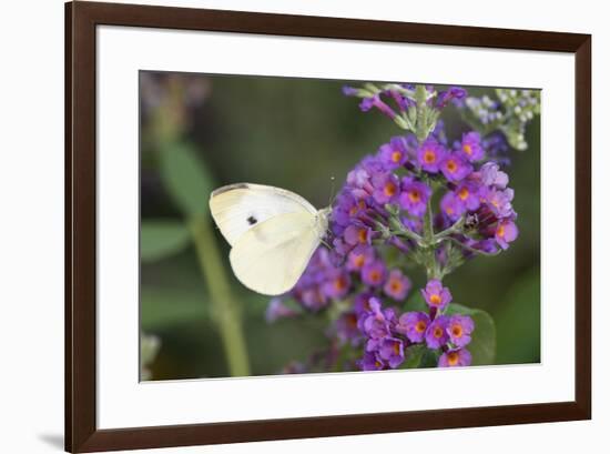 Cabbage White on Butterfly Bush, Illinois-Richard & Susan Day-Framed Premium Photographic Print