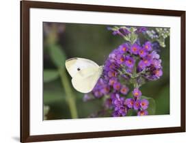 Cabbage White on Butterfly Bush, Illinois-Richard & Susan Day-Framed Premium Photographic Print