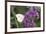 Cabbage White on Butterfly Bush, Illinois-Richard & Susan Day-Framed Premium Photographic Print