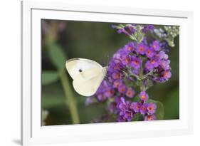 Cabbage White on Butterfly Bush, Illinois-Richard & Susan Day-Framed Premium Photographic Print