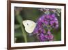 Cabbage White on Butterfly Bush, Illinois-Richard & Susan Day-Framed Premium Photographic Print