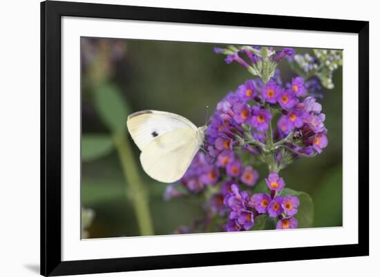 Cabbage White on Butterfly Bush, Illinois-Richard & Susan Day-Framed Premium Photographic Print